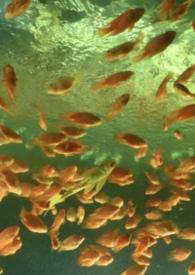 非正常关系是什么意思